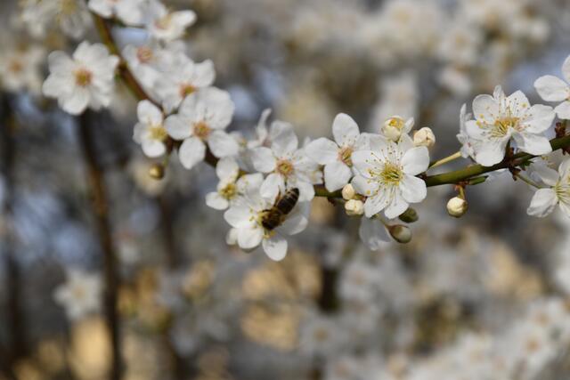 Auf dem Kriecherlstrauch im Garten der Insektenforscher Renate und Hubert Rausch tummeln sich die Wildbienen. | Foto: Roland Mayr