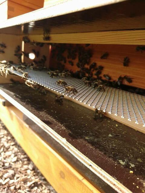 Während die Hummeln bei niedrigen Temperaturen fliegen, verlassen die Bienen ihren Stock erst ab ca. 13 Grad. | Foto: sm