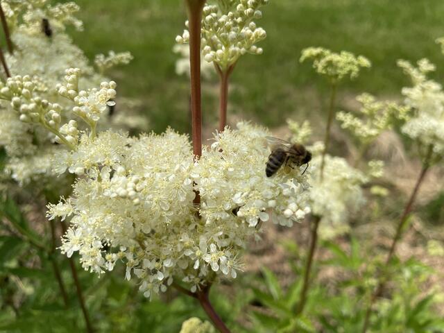 Hier wird nicht die Blume gepudert, sondern Nektar gesammelt. Wer genau hinsieht, kann bei der Biene das "Pollenhöschen" erkennen. | Foto: sm
