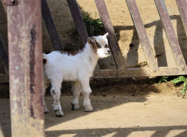Das süße Zwergziegen-Baby ist erst wenige Tage alt. | Foto: Zoo Linz