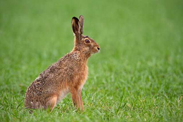 Vorsicht Wild: Hase &amp; Co sind jetzt unterwegs. | Foto: PantherMedia - WildMedia