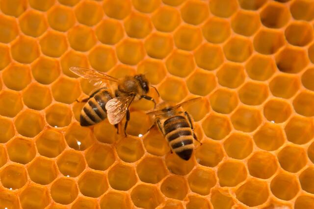 Die Bienen reichern den gesammelten Nektar an und geben ihn in die leeren Wachswaben.  | Foto: Franz Neumayr 