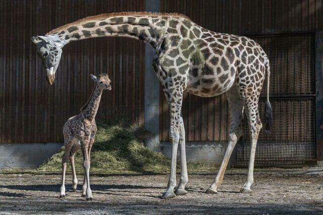 Giraffen-Baby Ayo ist gerade einmal zwei Wochen alt und galoppiert bereits im Freigehege des Zoos Schmiding umher.  | Foto: Peter Sterns