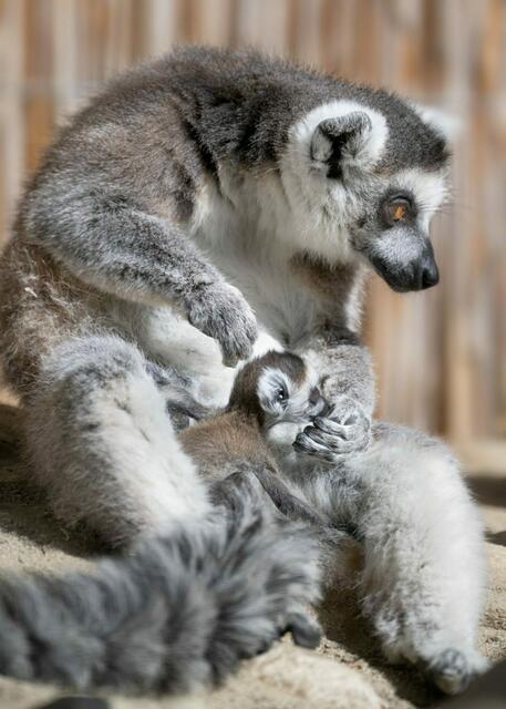 Das kleine Kattababy genießt noch die Nähe und Wärme seiner Mutter. Bald wird der kleine Lemur den Tierpark erkunden und unsicher machen. | Foto: Peter Sterns