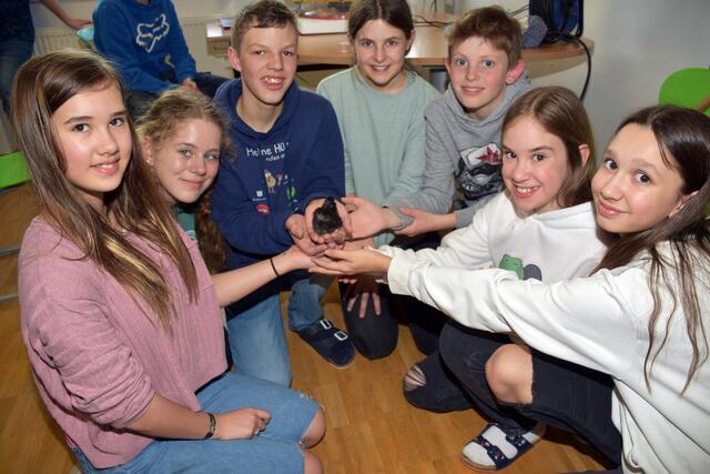 Unter ständiger Beobachtung via Live-Stream wurden Küken in der Mittelschule Pabneukirchen ausgebrütet. | Foto: Zinterhof