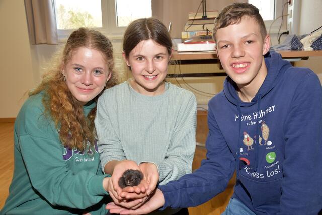  Unter ständiger Beobachtung via Live-Stream wurden Küken in der Mittelschule Pabneukirchen ausgebrütet. | Foto: Zinterhof