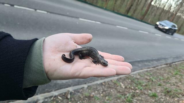 Glücksfund: Einer der drei Alpenkammmolche, die der VGT heuer bereits vor dem Überfahrenwerden retten konnte. In diesem Abschnitt des Wienerwalds gibt es nur noch einige wenige Exemplare, deren Rettung nun von ganz besonderer Wichtigkeit ist! | Foto: VGT.at