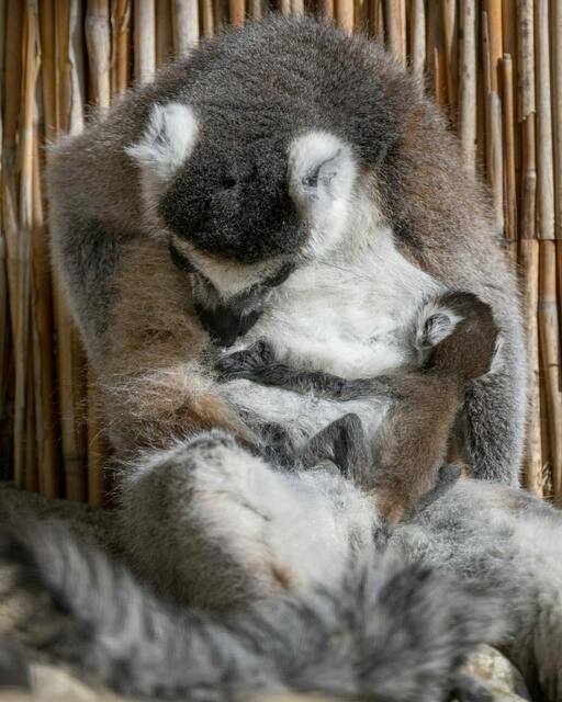 Das kleine Kattababy genießt noch die Nähe und Wärme seiner Mutter. Bald wird der kleine Lemur den Tierpark erkunden und unsicher machen. | Foto: Peter Sterns