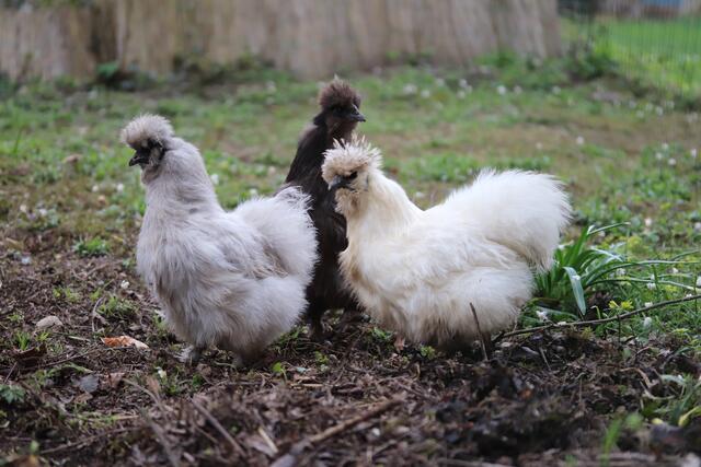 Neugierig waren die Hühnerdamen mit ihren seidigen Federn.