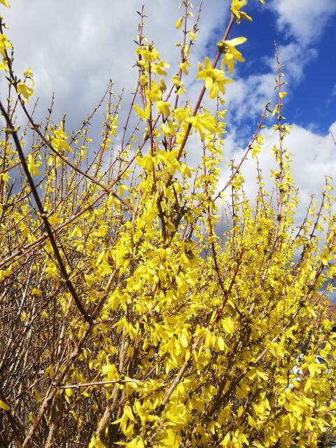 Forsythie in voller Blüte | Foto: R.C.Gruber