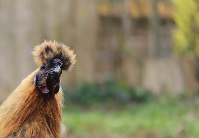 NEUGIERIG war er schon der kleine GOCKELHAHN.