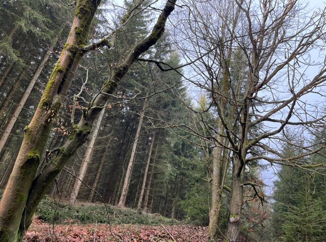 Laut FH können beispielsweise Trockenheit, große Hitze, Pilzbefall, Wildverbiss oder zu viel Bestand Stressmomente für Bäume sein. | Foto: BRS
