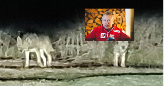 Werner Franz hatte Donnerstagfrüh einen Adrenalinschub. Grund waren diese beiden Wölfe, mit denen er als Autofahrer fast kollidiert wäre.  | Foto: Werner Franz