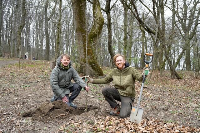 Bereichsleiter Peter Schauer (l.) und Förster Richard Kemper beim Setzen eines Jungbaumes. | Foto: Klosterwald/Johannes Wiedl