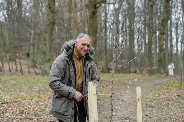Forstfacharbeiter Gerhard Winter hatte alle Hände voll zu tun, um die neuen Bäume in nur zwei Tagen zu setzen. | Foto: Klosterwald/Johannes Wiedl