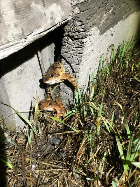 Fösche stehen unter Schutz | Foto: privat