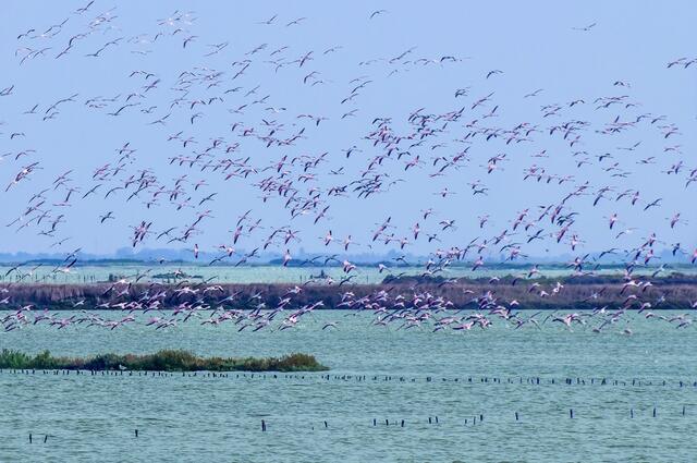 Flamingos im Po-Delta, Emilia Romagna | Foto: Vanni Lazzari 