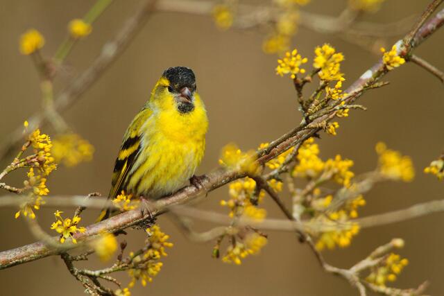 Erlenzeisig in Dirndlstrauch | Foto: © J. Limberger