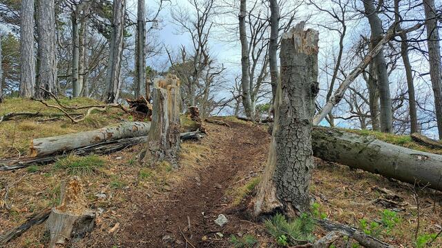 Hier ist der Wind durchgefahren !

 | Foto: Walter Fuchs