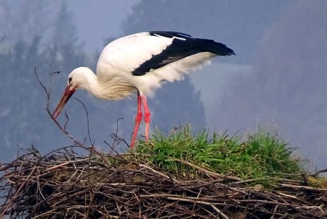 Das Weiberl beim Nestbau
