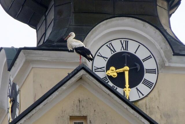Die Störche sitzen gerne auf dem Kirchendach.