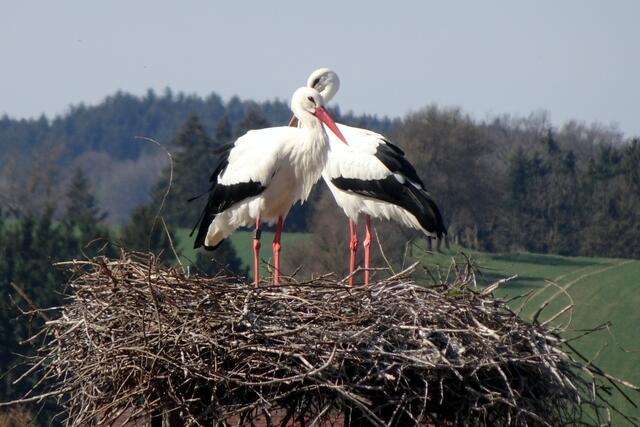 Der beringte Storch ist das Männchen.