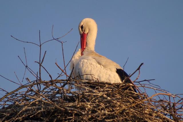 Die Abendsonne genießen...