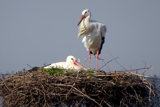 Seit Anfang April brüten die Störche.