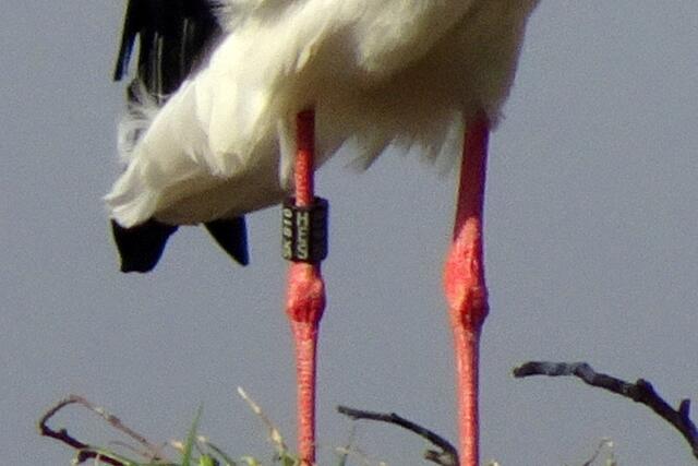 Der Markierungsring mit den Daten