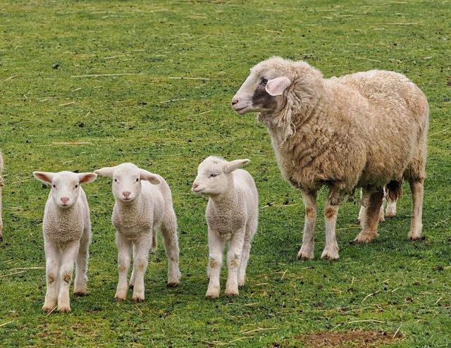 Osterlämmchen in Bad Tatzmannsdorf  | Foto: Anton Kroh