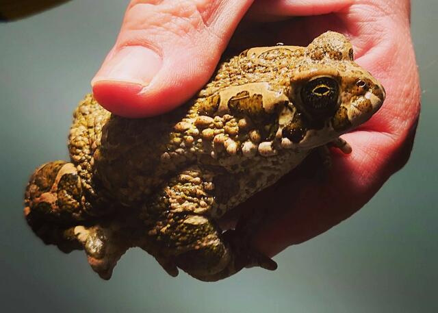 Besuch vor der Haupteingangstür einer Wohnhausanlage in Rechnitz.
Der nette, spät abendliche Gast wurde an einen sicheren Ort gebracht. | Foto: Marina Rehling