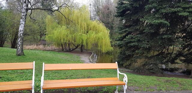 Trauerweide im Frühlingsgrün