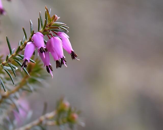 Erikablüte | Foto: Silvia Jörg