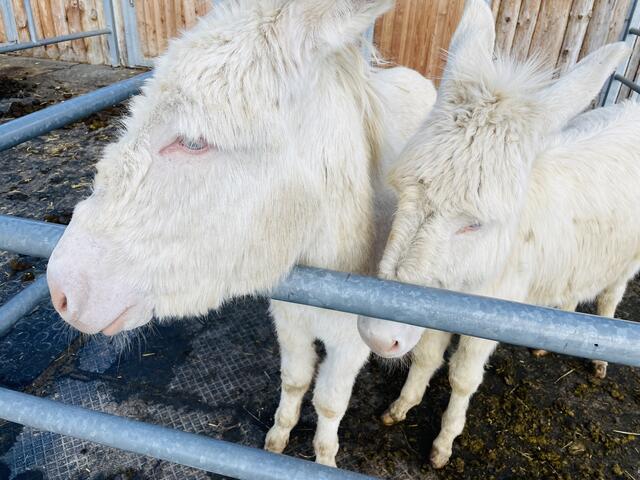Jumpa und Camilla am Hundsbichlhof. | Foto: Kogler