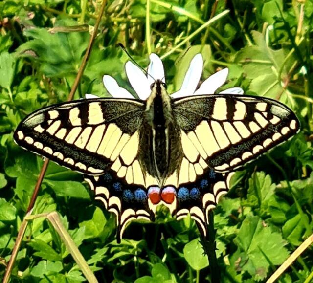 Begegnung einer besonderen Art und dankbar für sein Sein. | Foto: Sylvia Felber