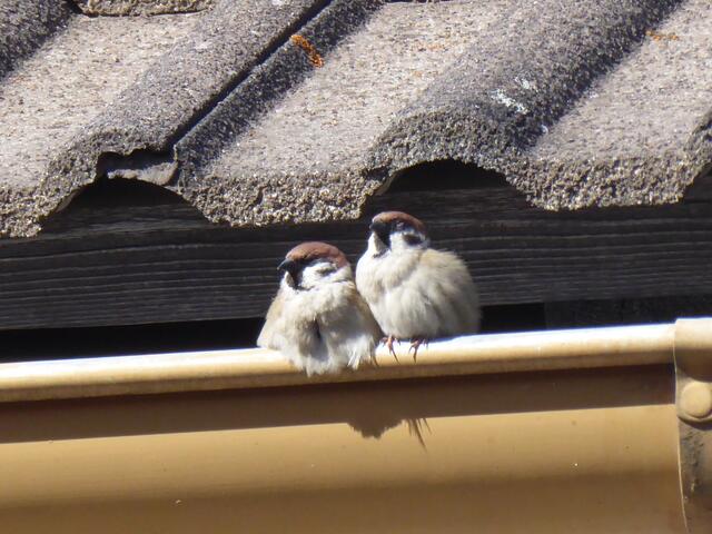 Der Haussperling baut meist in Hohlräumen in Gebäuden sein einfaches Nest. Der Spatz lebt gesellig und brütet gerne in Gemeinschaft mit anderen Paaren. | Foto: Gerti Kocher