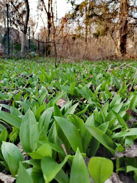 Heute habe ich den 1. Bärlauch gesammelt. Es gab später eine frische Bärlauchsuppe.  | Foto: Karin Eckkramer