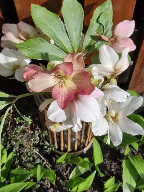 Schneerosen und Bärlauch läuten den Frühling ein.  | Foto: Monika Fraunlob