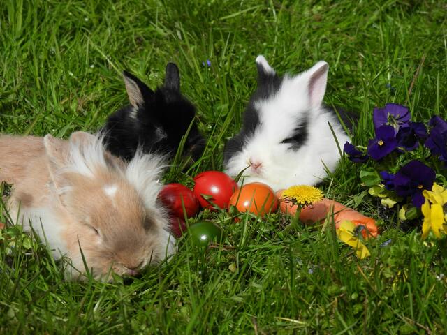 Die Osterhasen haben die im Zoo versteckten Eier bereits gefunden. | Foto: Zoo Schmiding / Mario Reichenberger