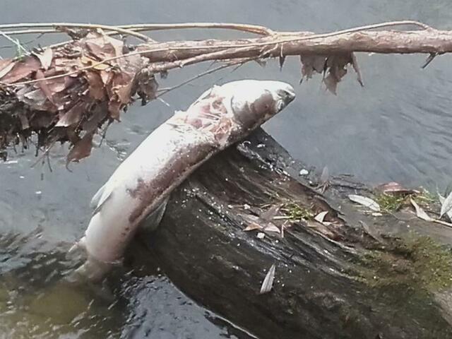 Trauriges Bild: Ein vom Otter angefressener Huchen aus der Sulm | Foto: privat