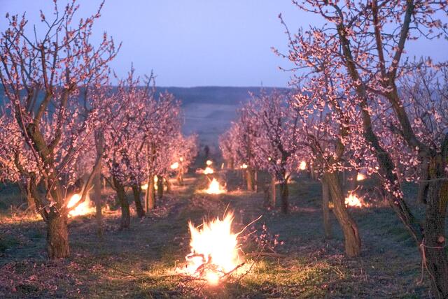 Mit Feuerstellen versuchte 2021 die Familie Scheuer in Oberfellabrunn den Frost von den Marillenblüten abzuhalten. | Foto: Scheuer