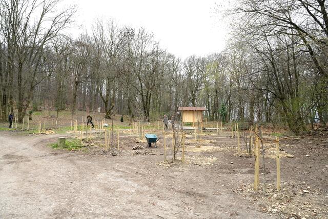 Aufforstung im Klosterwald am Kahlenberg. | Foto: Klosterwald/Johannes Wiedl