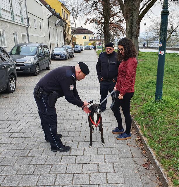 Auch ob der Hund angemeldet ist, wird in den nächsten Tagen verstärkt kontrolliert. | Foto: Stadt Linz