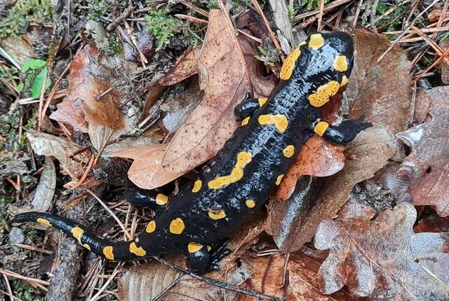 Feuersalamander | Foto: Otto Krcal