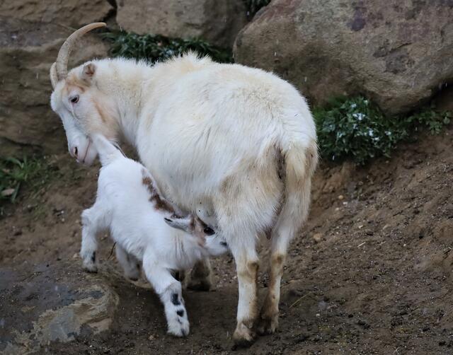 Das noch namenlose Zwergziegenzicklein machte vor kurzem den Anfang. Zusammen mit seiner Mutter „Sahne“ erkundet es bereits die Anlage. | Foto: Zoo Linz