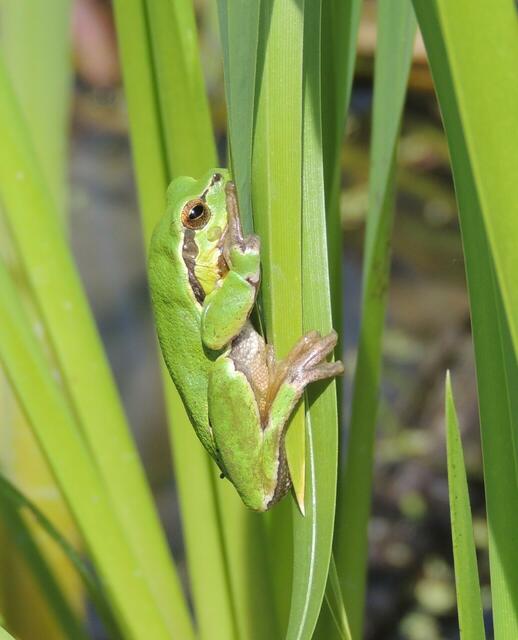 Feuchtgebiete sind auch für Frösche ein wichtiger Lebensraum. | Foto: Ute Nüsken