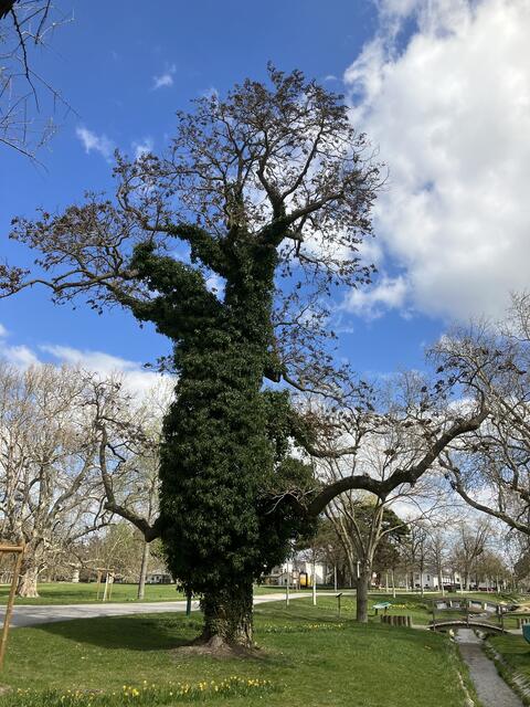 Efeuumrankter Blauglockenbaum