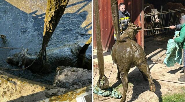 Mithilfe eines Hochladers konnte die Kuh in Bad St. Leonhard aus der Jauchengrube befreit werden. | Foto: FF Bad St. Leonhard