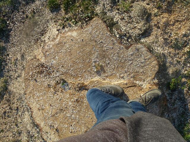 Der größere Rosskastanienbaum dürfte einen Durchmesser von über 1,25 Meter gehabt haben...  
