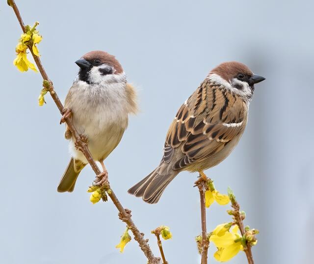 Die kleinen Vogerl waren etwas verwirrt weil ihre Sitzplätze auf den Bäumen von mir in den letzten Tagen etwas gestutzt wurden..